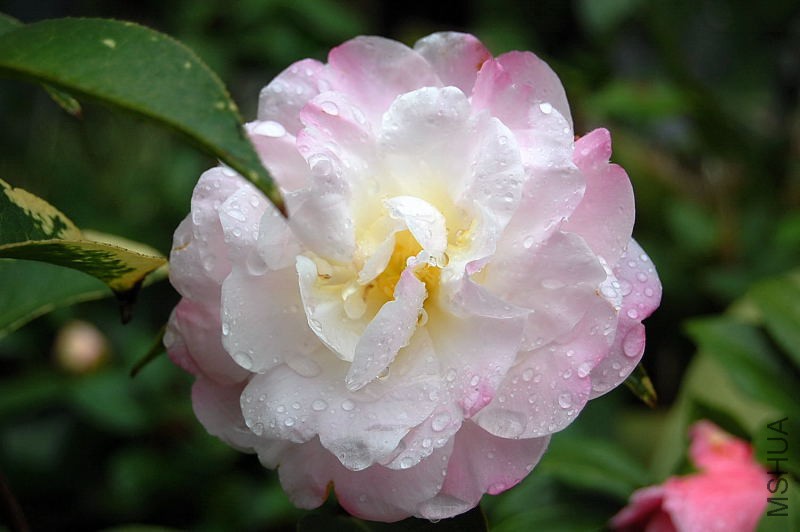 DSC_00010001.JPG