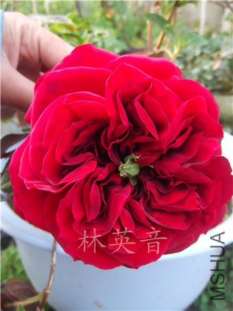 DSCF0340.JPG