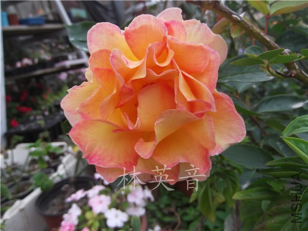 DSCF0532.JPG