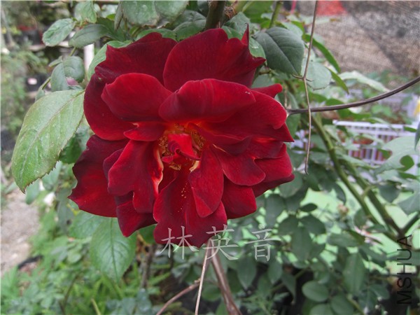 DSCF9862.JPG