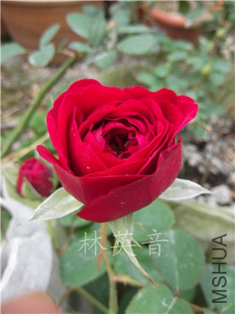DSCF0073.JPG