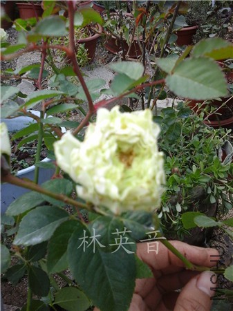 20141218_151808.jpg