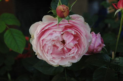 DSC_7988.JPG
