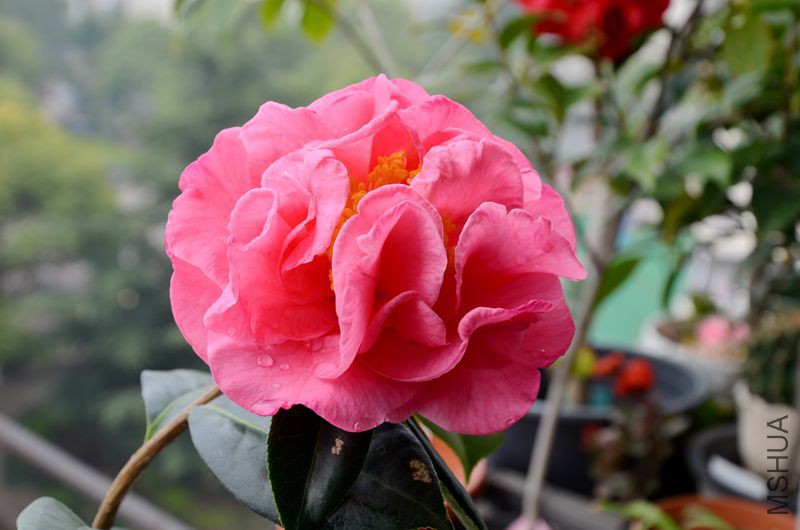 DSC_3054.JPG