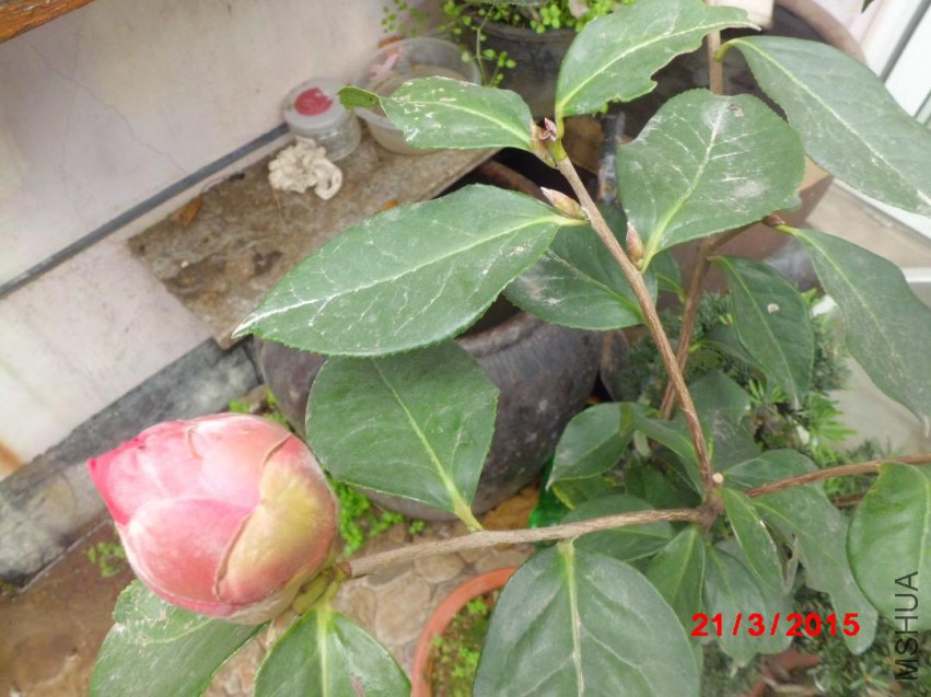 CIMG5780.JPG