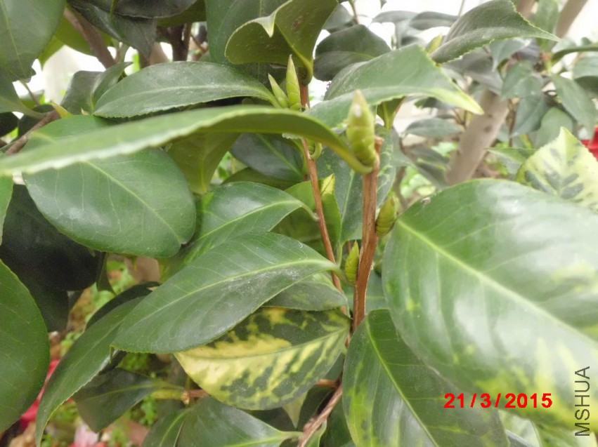 CIMG5778.JPG