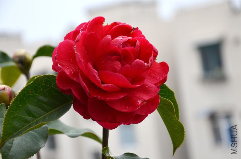 DSC_3011.JPG