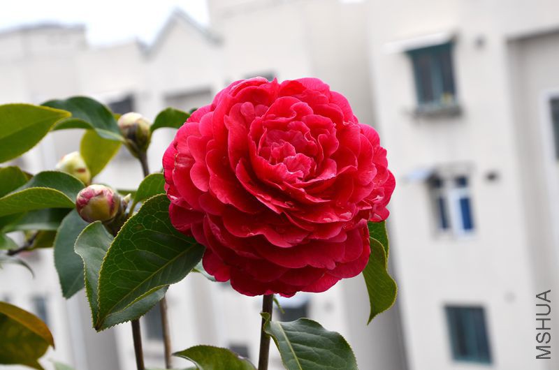 DSC_3060.JPG
