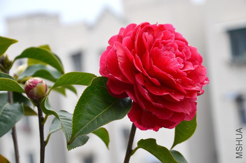 DSC_3065.JPG