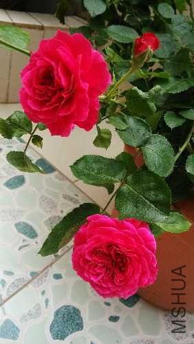 IMG_20150321_100656.jpg