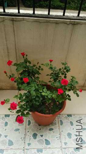 IMG_20150321_081601.jpg