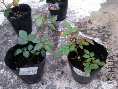 ���߷���