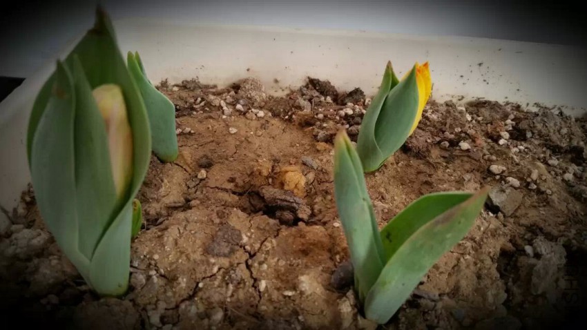 ����Ϊ���ղ�����