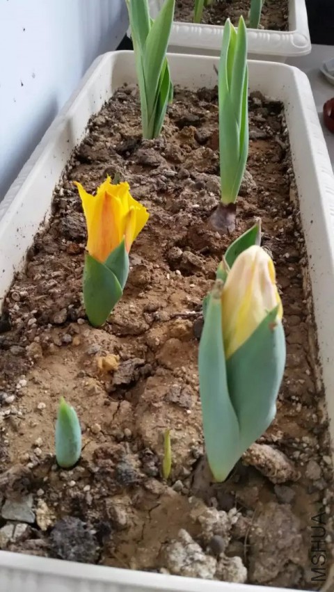 ��һ���ձ���ô��������