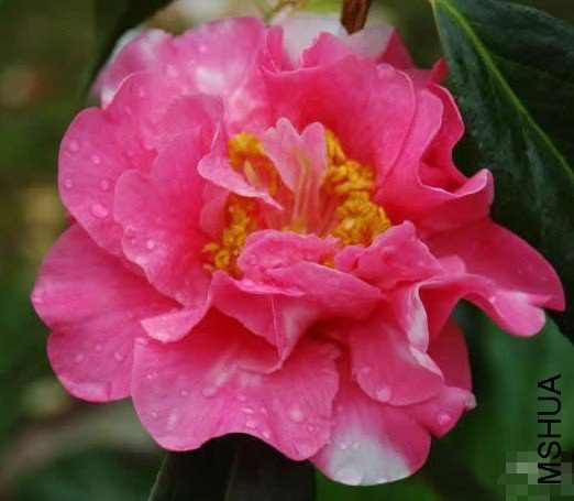 �¸�������Francie L. variegated����cbn8688)_����.jpg