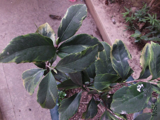 GEDC0110.JPG