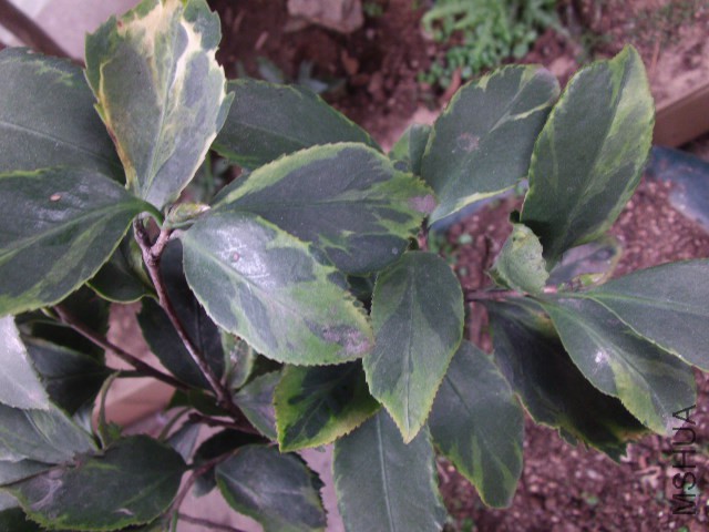 GEDC0111.JPG