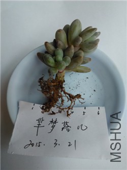 1��  60��   Ӥ����ָ