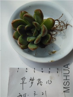 12��  65��  ����˹������