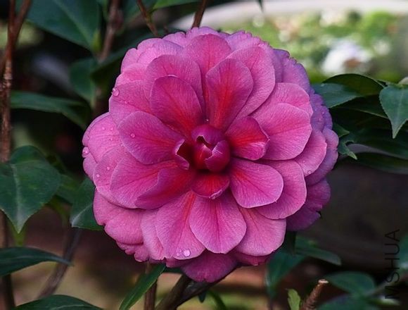 ������԰Manuroa Road.jpg