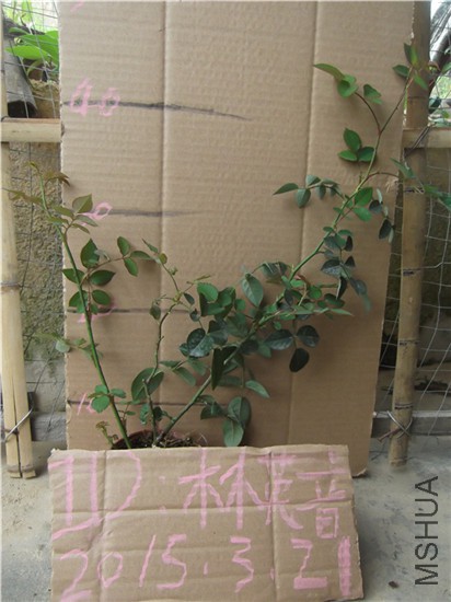 DSCF0637.JPG