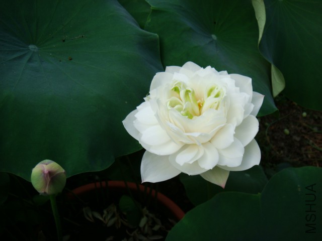 DSC04207.JPG