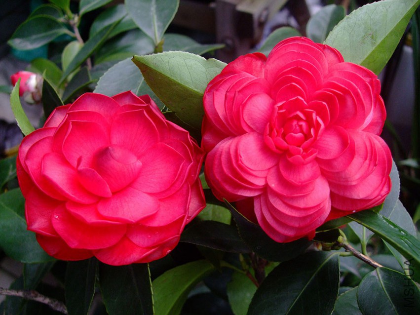 ���Ǵ�� 2015-3-21 054w.jpg