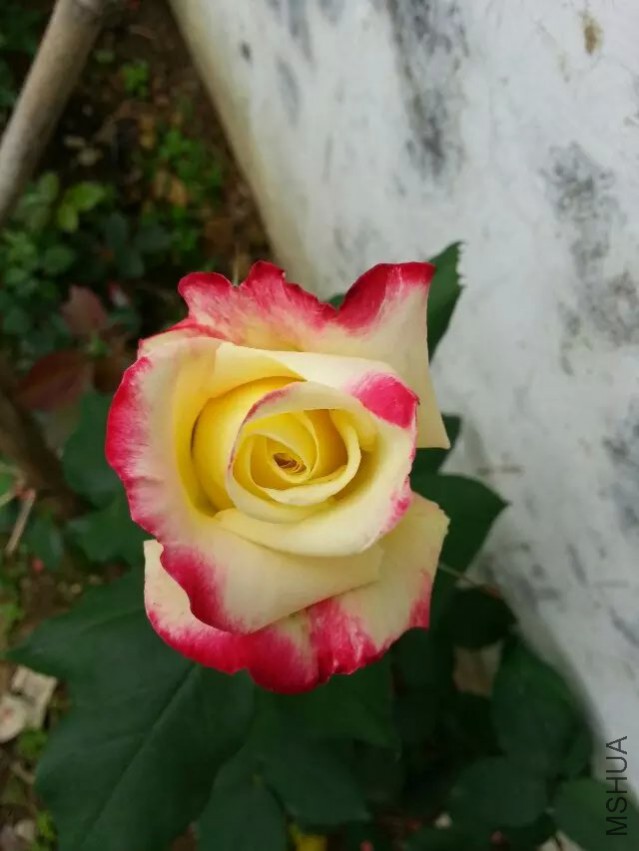 ��˫ϲ Ũ�㾭��