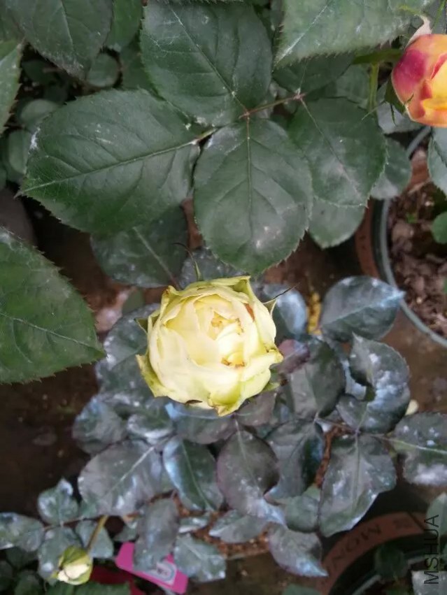 δ���ŵ���������