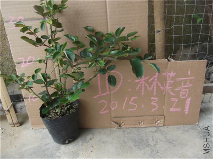 DSCF0633.JPG