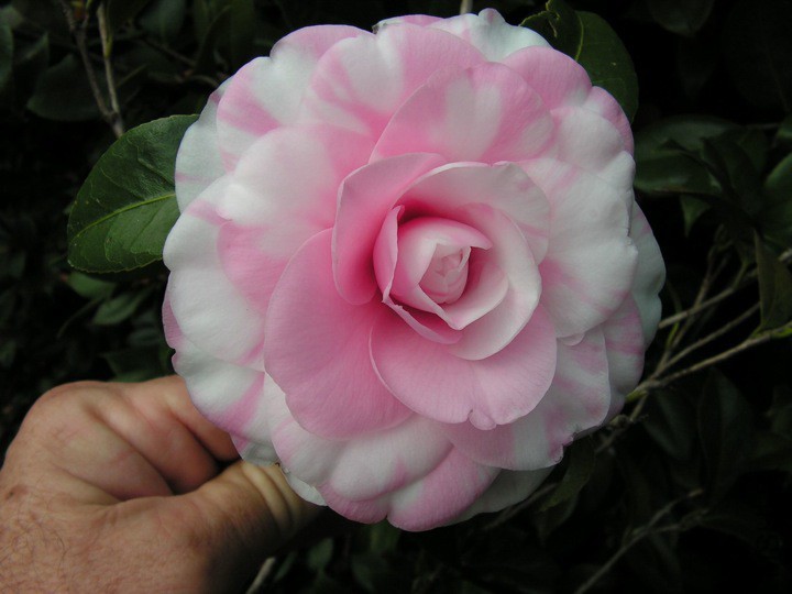 Betty Ridley Variegated.jpg