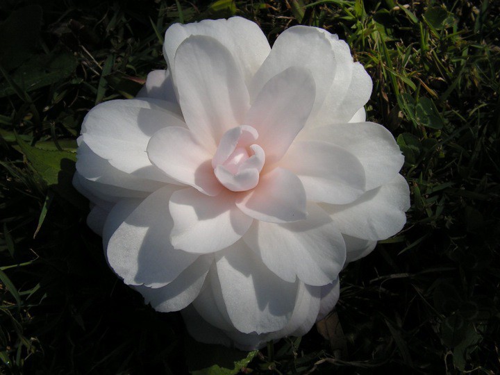 Blushing Beauty.jpg