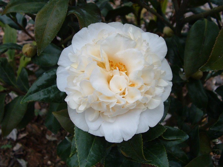 Brushfields Yellow.jpg