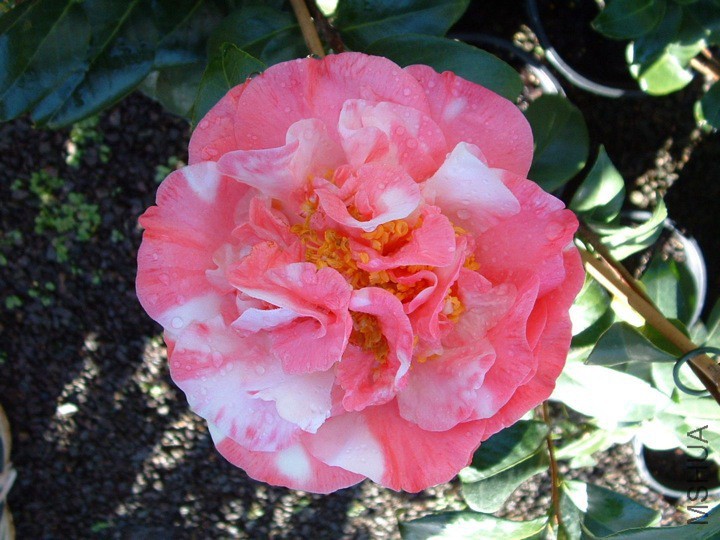 Carters Sunburst Pink Variegated.jpg