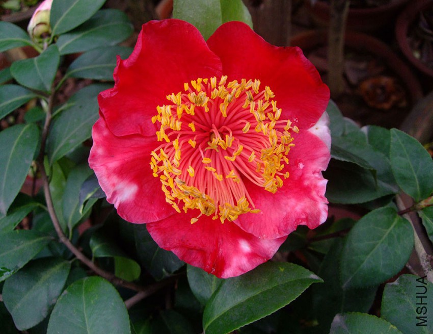 �Ҹ��� 2015-3-21 037w.jpg