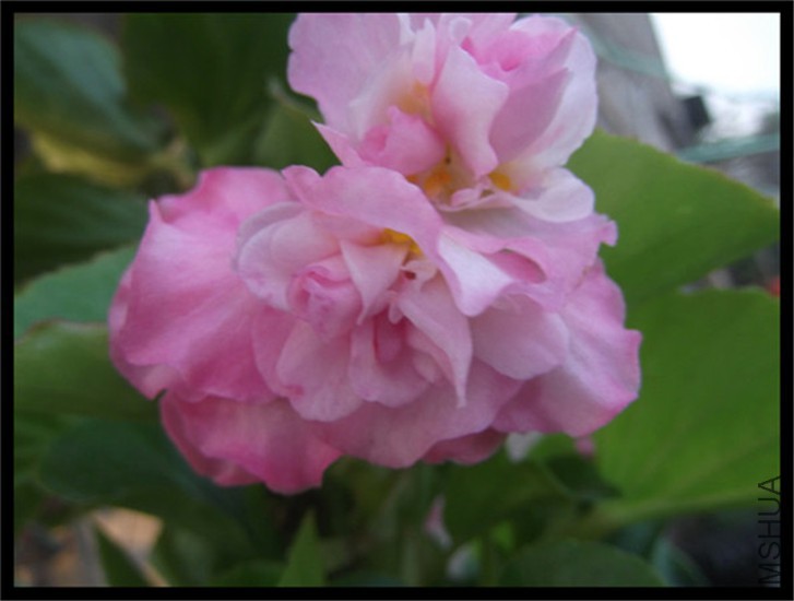 DSCF9773.JPG