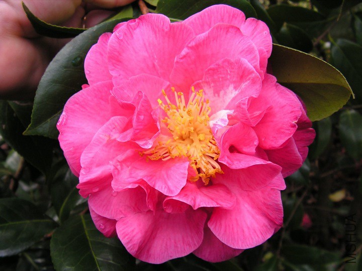 Carters Sunburst Pink.jpg