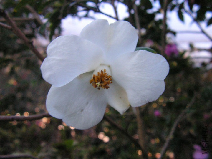 Cuspidata.jpg