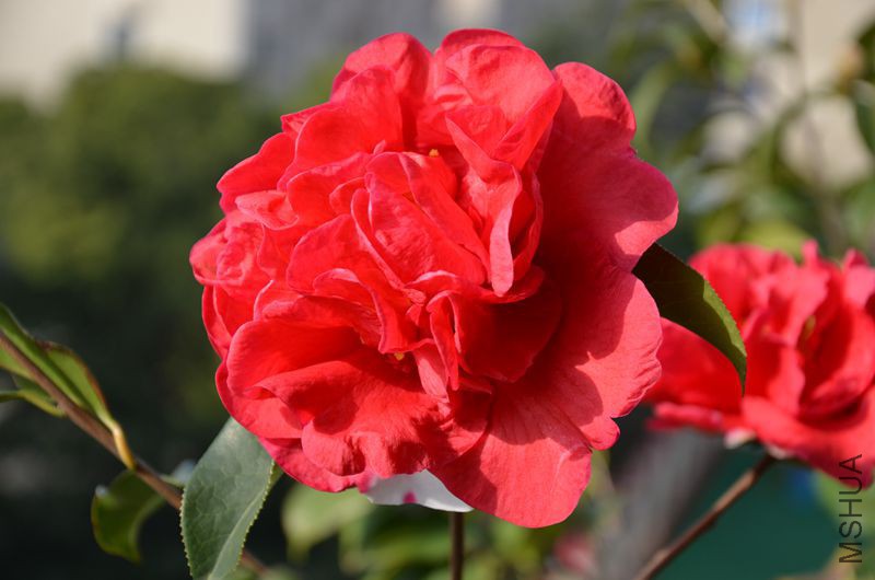 DSC_3109.JPG