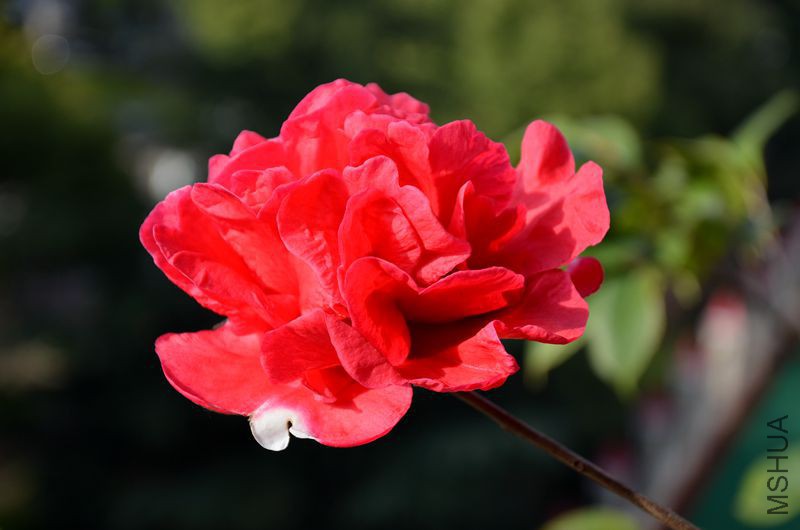 DSC_3106.JPG