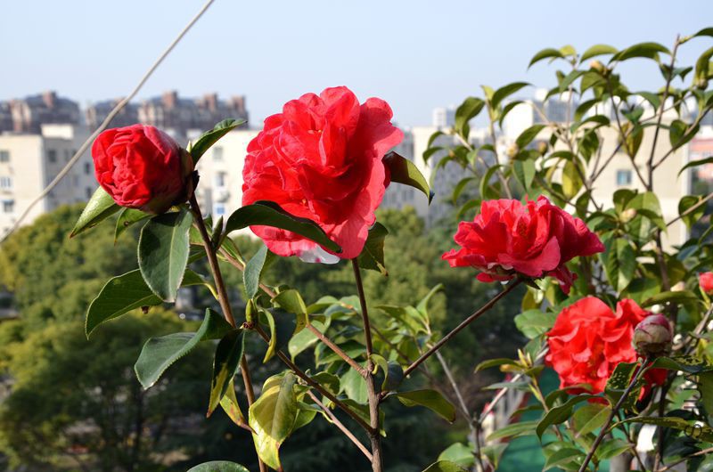 DSC_3102.JPG