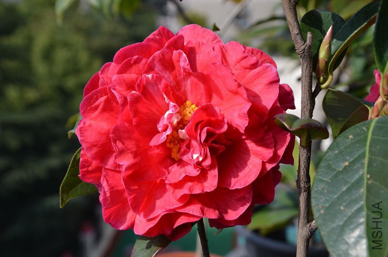 DSC_3115.JPG