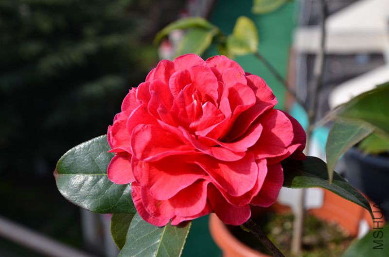 DSC_3116.JPG