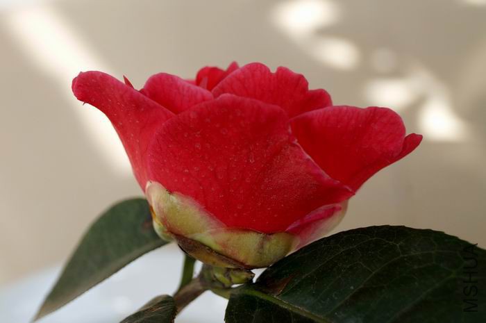 ������С �����ع� DSC04263.JPG