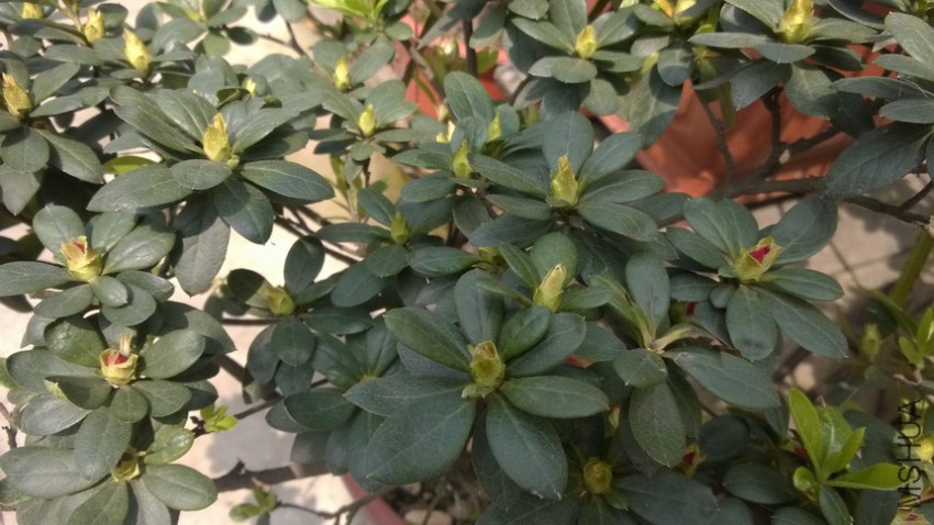 MediaLib_Camera Roll_WP_20150322_11_20_44_Pro.jpg