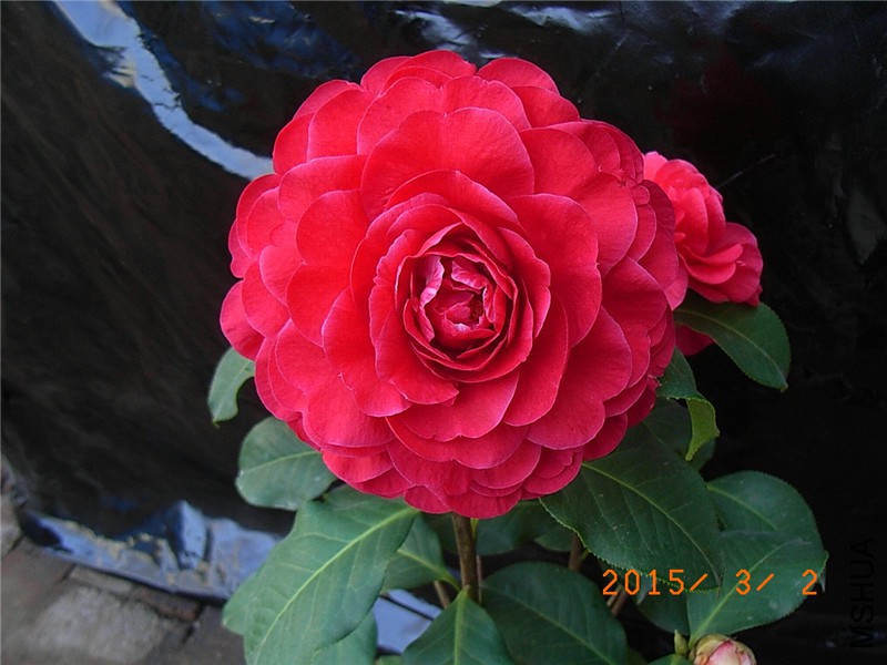 ����Ƥ��1 (2).JPG