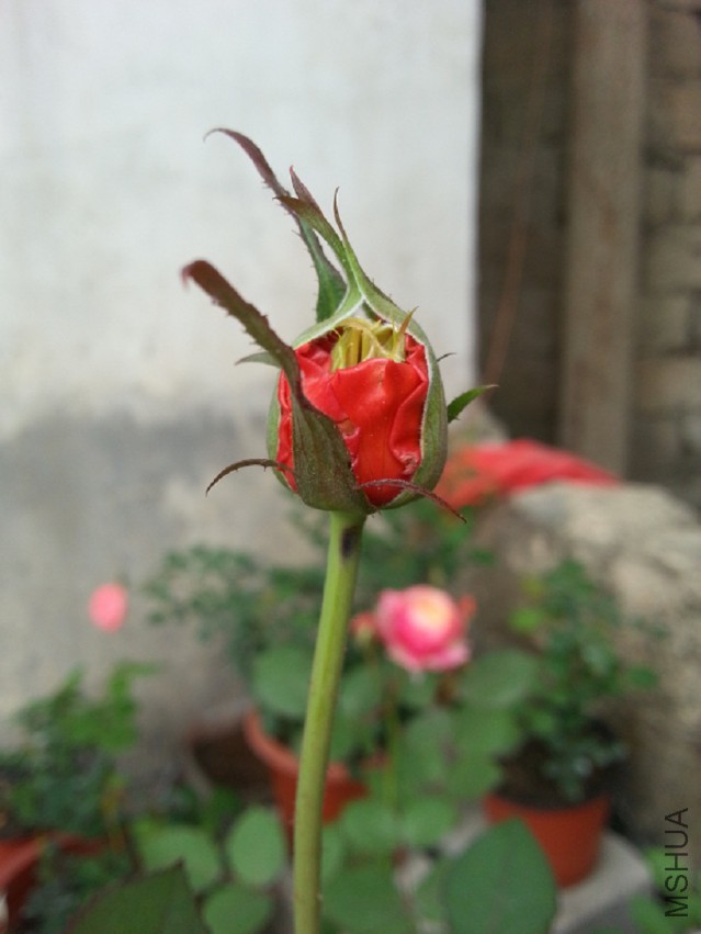 ���۾� 31.jpg