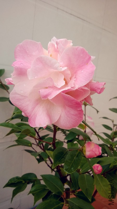 WP_20150322_002_����.jpg