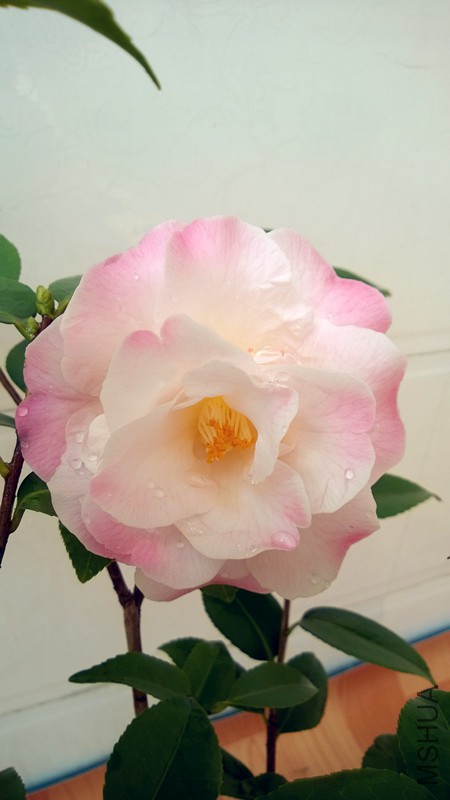 WP_20150322_001_����.jpg