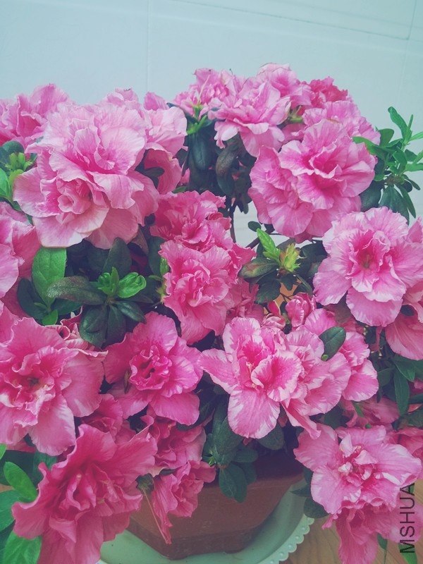 MediaLib_Camera Roll_WP_20140426_004_����.jpg
